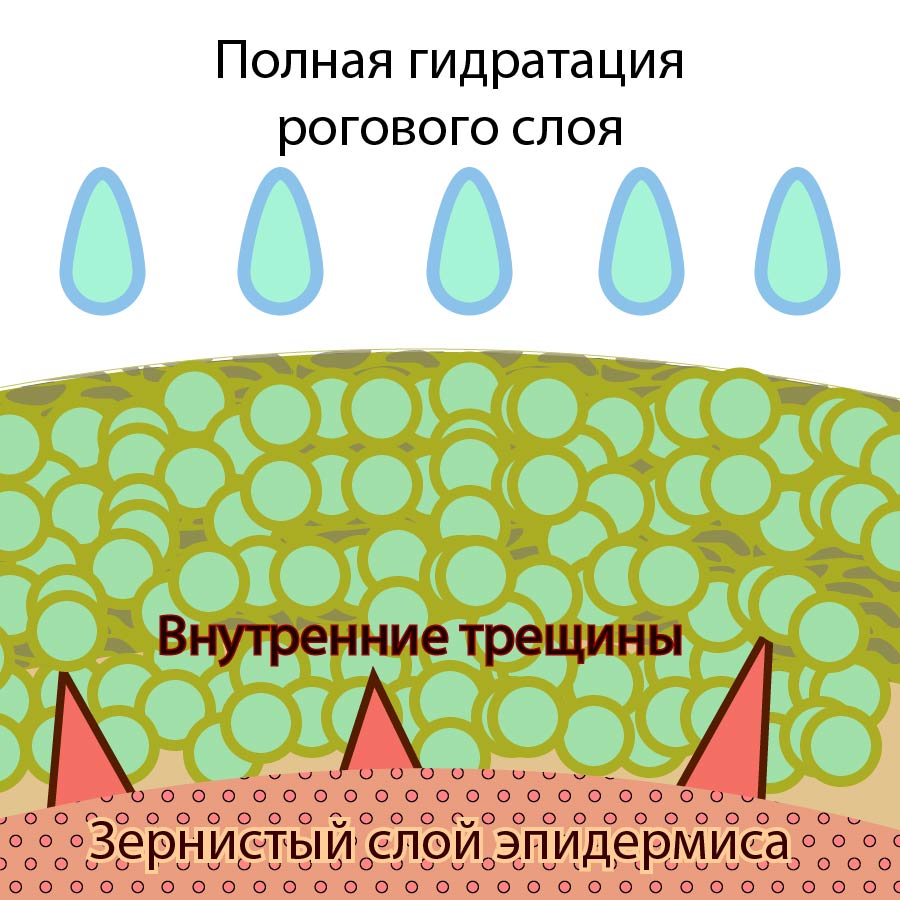 Все слои клеток рогового слоя гидратированны.