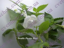 Double Picotee Rose
