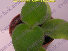 E. Fimbriata  Blue Heaven 