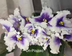 Dn-  Різдво