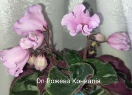 Dn-Рожева Конвалія