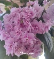 DS-Жасмин
