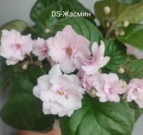 DS-Жасмин