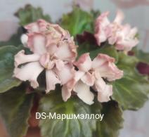 DS-Маршмэллоу