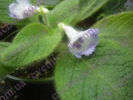 E. Fimbriata  Blue Heaven 