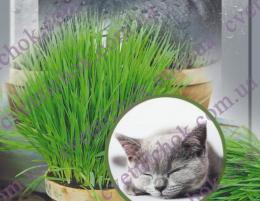 Трава для котов