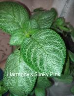 Harmony's Slinky Pink