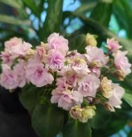 Irish Flirt (спорт)