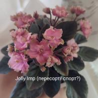 Jolly Imp( пересорт/спорт?)