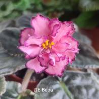 ЛЕ-Вера