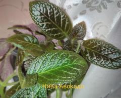 НиКа-Авокадо