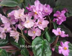 НК-Love is...