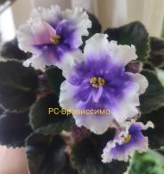 Брависсимо