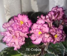 ЛЕ-Софья