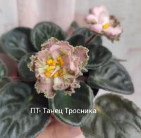 ПТ-Танец Тросника