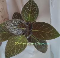 SO-Мангровые Заросли