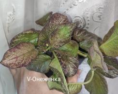 V-Онеженка