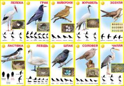 Картки  Перелітні птахи  КМ-090