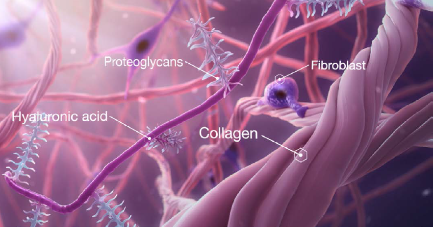 Фото Коллаген — главный структурный белок нашей кожи. Интересные факты