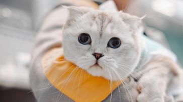 ЕХО серця котам