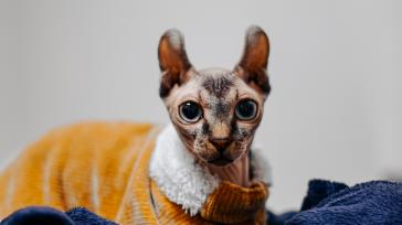 Гастроскопія котам