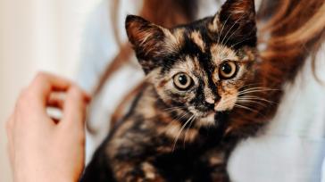 Риноскопія котам