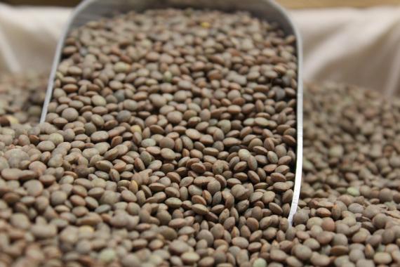 Foto lenteja pardina